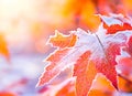 Beautiful winter background with close up frosted maple leaves