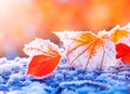 Beautiful winter background with close up frosted maple leaves