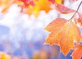 Beautiful winter background with close up frosted maple leaves