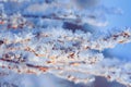 beautiful winter background of grass covered with white spiny ice and snow crystals Royalty Free Stock Photo