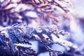 Beautiful winter background of green branches thuja tree covered Royalty Free Stock Photo