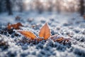 Beautiful winter background with a leaf covered with snow. ai generative Royalty Free Stock Photo