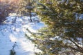 Beautiful winter background with pine in snowy forest. Beautiful Christmas trees in a snowdrift and snowflakes. Stock photo for Royalty Free Stock Photo