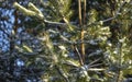 Beautiful winter background with pine in snowy forest. Beautiful Christmas trees in a snowdrift and snowflakes. Stock photo for Royalty Free Stock Photo