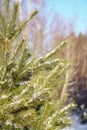 Beautiful winter background with pine in snowy forest. Beautiful Christmas trees in a snowdrift and snowflakes. Stock photo for Royalty Free Stock Photo