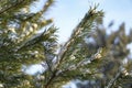 Beautiful winter background with pine in snowy forest. Beautiful Christmas trees in a snowdrift and snowflakes. Stock photo for Royalty Free Stock Photo