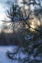 Beautiful winter background with pine in snowy forest. Beautiful Christmas trees in a snowdrift and snowflakes. Stock photo for Royalty Free Stock Photo