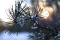 Beautiful winter background with pine in snowy forest. Beautiful Christmas trees in a snowdrift and snowflakes. Stock photo for Royalty Free Stock Photo