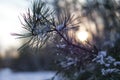 Beautiful winter background with pine in snowy forest. Beautiful Christmas trees in a snowdrift and snowflakes. Stock photo for Royalty Free Stock Photo