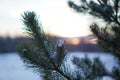 Beautiful winter background with pine in snowy forest. Beautiful Christmas trees in a snowdrift and snowflakes. Stock photo for Royalty Free Stock Photo