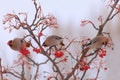 Beautiful winter birds eating berries Royalty Free Stock Photo