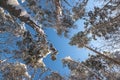 Beautiful winter blue sky through the pine treetops covered by snow Royalty Free Stock Photo