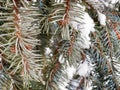 Beautiful Winter coniferous forest with trees covered frost and snow close up. Nature Winter background with snowy pine tree branc Royalty Free Stock Photo