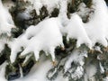 Beautiful Winter coniferous forest with trees covered frost and snow close up. Nature Winter background with snowy pine tree branc Royalty Free Stock Photo