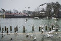 Beautiful winter day in the park, Parcul Tineretului in Bucharest. Sunset time birds flying, foggy cloudy day.Bucharest, Romania.L Royalty Free Stock Photo