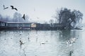 Beautiful winter day in the park, Parcul Tineretului in Bucharest. Sunset time birds flying, foggy cloudy day.Bucharest, Romania.L Royalty Free Stock Photo