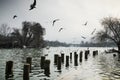 Beautiful winter day in the park, Parcul Tineretului in Bucharest. Sunset time birds flying, foggy cloudy day.Bucharest, Romania.L Royalty Free Stock Photo