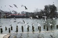 Beautiful winter day in the park, Parcul Tineretului in Bucharest. Sunset time birds flying, foggy cloudy day.Bucharest, Romania.L Royalty Free Stock Photo