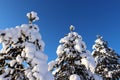 Beautiful winter day in Storforsen nature reserve