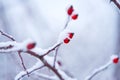 Beautiful winter detail of a snowy twig with an rose hip with an artistically background Royalty Free Stock Photo