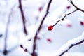 Beautiful winter detail of a snowy twig with an rose hip with an blurred background Royalty Free Stock Photo