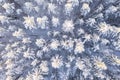 Beautiful winter drone aerial landscape photo - snowy frozen trees top down on sunset time, Poland