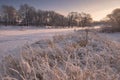 Beautiful winter evening landscape with a snow-covered frozen pond, reed with hoarfrost and houses. Winter evening in a small Russ