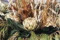 Beautiful winter floral composition background Royalty Free Stock Photo