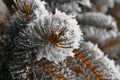 Beautiful winter forest background, frost on pine! Royalty Free Stock Photo