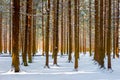 Beautiful winter forest Royalty Free Stock Photo