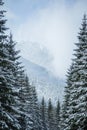 A beautiful winter forest landscape with mountains in the distance. Royalty Free Stock Photo