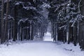 Beautiful winter forest landscape Royalty Free Stock Photo