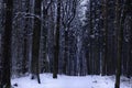 Beautiful winter forest landscape Royalty Free Stock Photo