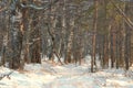 Beautiful winter forest landscape. Pine and birch trees in forest covered with snow on frosty evening Royalty Free Stock Photo