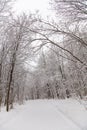 Beautiful winter forest landscape, trees covered snow Royalty Free Stock Photo