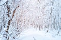 Beautiful winter forest landscape. Trees in the forest covered with snow Royalty Free Stock Photo