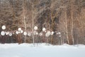 Beautiful winter forest landscape, trees covered snow Royalty Free Stock Photo