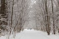 Beautiful winter forest landscape, trees covered snow Royalty Free Stock Photo