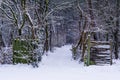 Beautiful winter forest scenery with a opened wooden gate, white snowy forest landscape