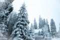 winter forest and snow-covered house. Firs and pines in the snow, landscape Royalty Free Stock Photo