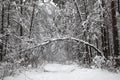 Beautiful winter forest. Snow-covered path in the forest. The tree bent under the weight of snow Royalty Free Stock Photo