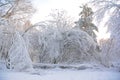 Winter scenery. Beautiful winter forest in snow. Early frosty morning in the forest.