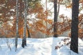 Beautiful winter forest in sunny and cold weather after snowfall. birch and pine in the winter and sunny forest