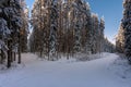 Beautiful winter forest in Sweden in sunlight and blue sky Royalty Free Stock Photo