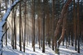 Beautiful winter forest. Snow falling from trees. Winter in the woods.