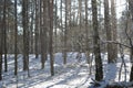 Beautiful winter forest. Snow falling from trees. Winter in the woods.