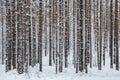 Beautiful Winter Forest. Trunks Of Trees Covered With Snow. Winter Landscape. White Snows Covers Ground And Trees. Majestic Atmosp