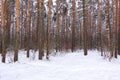 Beautiful winter forest. Trunks of trees covered with snow. Winter landscape. White snows covers ground and trees. Majestic Royalty Free Stock Photo