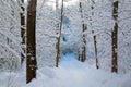 Beautiful winter forrest Royalty Free Stock Photo
