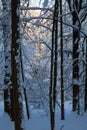 Beautiful winter forrest Royalty Free Stock Photo
